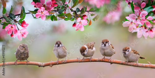 small birds sparrows sit on a branch with flowers in the May sunny garden