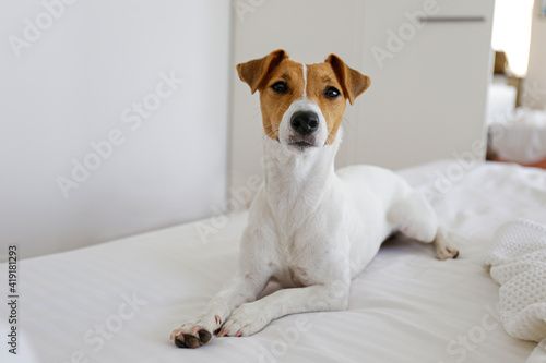 Cute Jack Russel terrier puppy with big ears waiting for the owner on an unmade bed with blanket and pillows. Small adorable doggy with funny fur stains alone in bed. Close up, copy space, background.