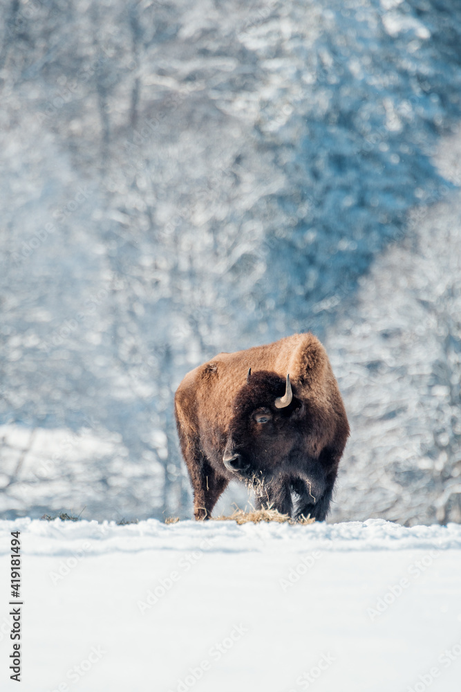 captive bison in snow at the Bison Ranch in Les Prés d'Orvin, Swiss Jura captive bison in snow at the Bison Ranch in Les Prés d'Orvin, Swiss Jura