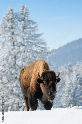 captive bison in snow at the Bison Ranch in Les Prés d'Orvin, Swiss Jura © schame87