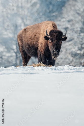 captive bison in snow at the Bison Ranch in Les Prés d'Orvin, Swiss Jura