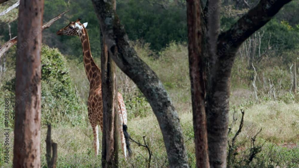 Close up portrait of giraffe head (Giraffa camelopardalis) is an African even-toed ungulate mammal, the tallest living terrestrial animal and the largest ruminant. Animal world of Kenyain Africa.