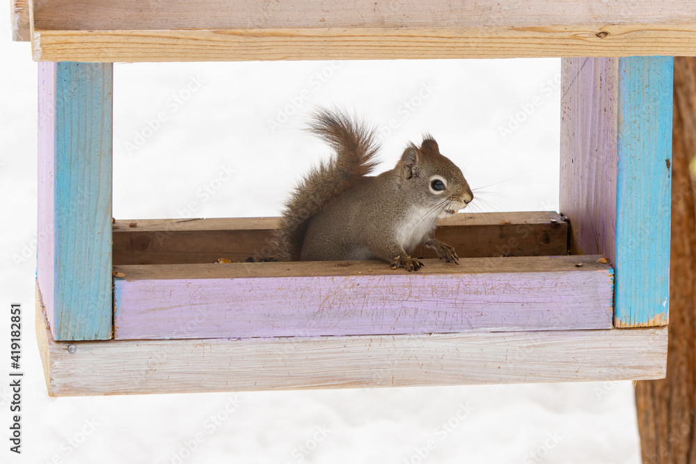 Obraz premium Red Squirrel in a Feeder