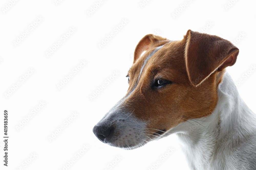 Close up portrait of cute young jack russell terrier pup with sad eyes, isolated on white background. Studio shot of adorable little doggy with folded ears. Copy space for text.