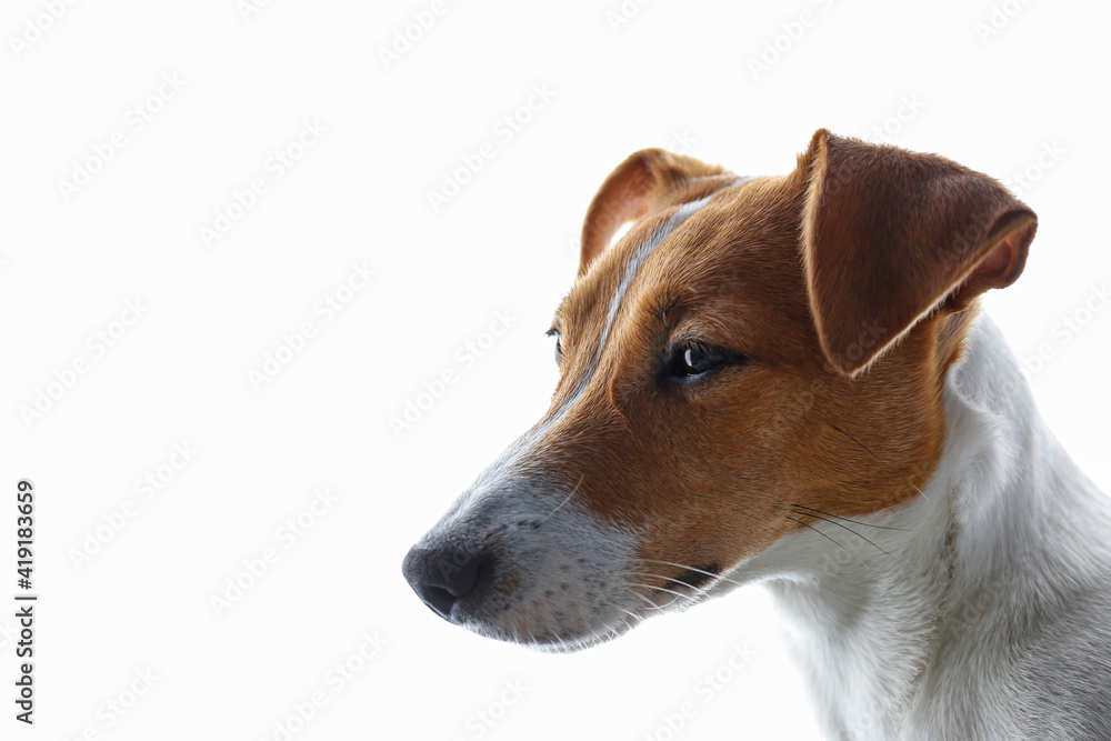 Close up portrait of cute young jack russell terrier pup with sad eyes, isolated on white background. Studio shot of adorable little doggy with folded ears. Copy space for text. Close up portrait of cute young jack russell terrier pup with sad eyes, isolated on white background. Studio shot of adorable little doggy with folded ears. Copy space for text.