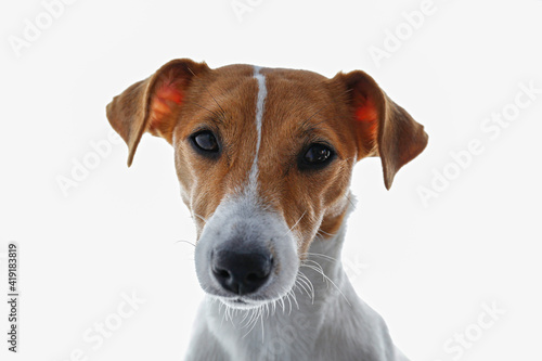 Close up portrait of cute young jack russell terrier pup with sad eyes, isolated on white background. Studio shot of adorable little doggy with folded ears. Copy space for text. © Evrymmnt