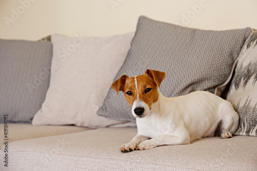 Curious Jack Russell Terrier puppy looking at the camera. Adorable doggy with folded ears, alone on the couch at home. Vase with flowers on coffee table. Close up, copy space, cozy interior background