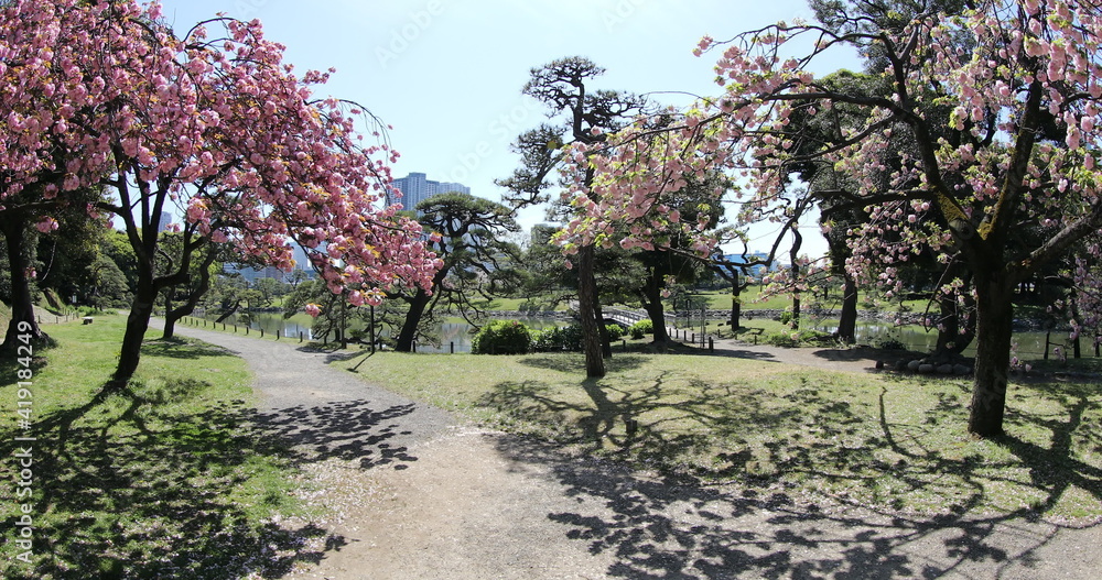 Blossoming cherry tree in Hamarikyu Gardens, Tokyo, Chuo district, Japan. Oriental japanese garden during Hanami. The Hama Rikyu is in contrast to the skyscrapers of the adjacent Shiodome district. Blossoming cherry tree in Hamarikyu Gardens, Tokyo, Chuo district, Japan. Oriental japanese garden during Hanami. The Hama Rikyu is in contrast to the skyscrapers of the adjacent Shiodome district.
