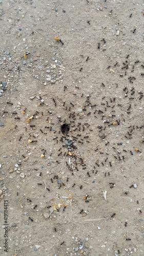 Anthill ants antbed