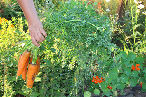 fresh carrots only from the garden in your hand