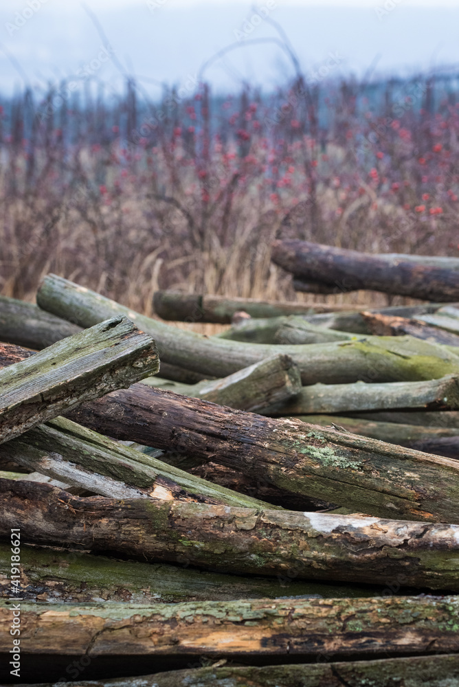 old logs at a vineyard