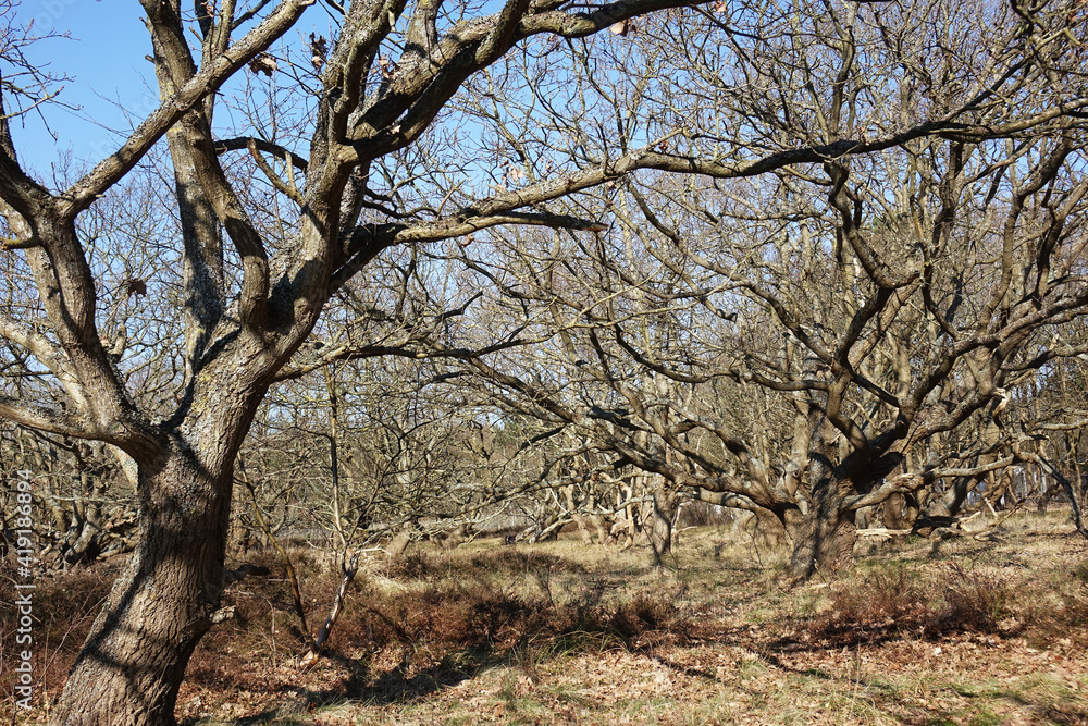 Early spring in the dunes of Solleveld of The Hague Early spring in the dunes of Solleveld of The Hague