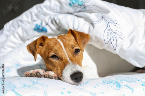 Cute Jack Russel terrier puppy with big ears sleeping on a bed covered with blanket. Small adorable doggy with funny fur stains lying in adorable positions. Close up, copy space, background. © Evrymmnt