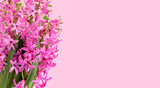 Spring flowers composition with Pink Hyacinth flowers on pink background, empty place for text on the right. Greeting card with first spring fragrant flowering plants.