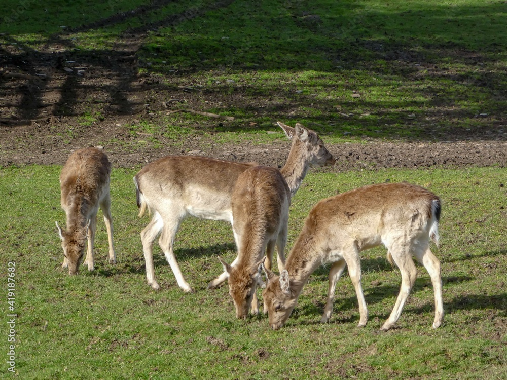 beautiful fallow deer enjoying the sunshine beautiful fallow deer enjoying the sunshine