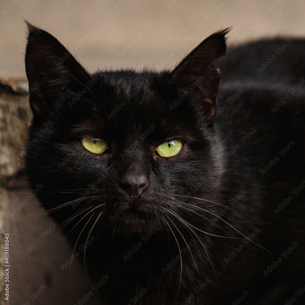 A stray black cat with a ragged ear. The look of an animal.