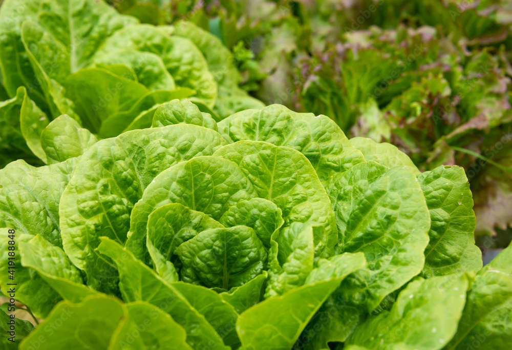 Lettuce growing in garden, fresh organic vegetables Lettuce growing in garden, fresh organic vegetables