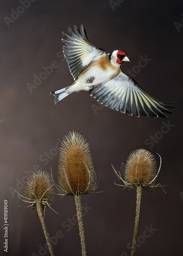 Goldfinch in flight over teasels
