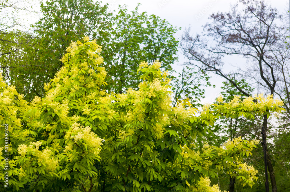 Fototapeta premium Spring landscape - bright green trees with young foliage on a bright warm sunny day in early spring.