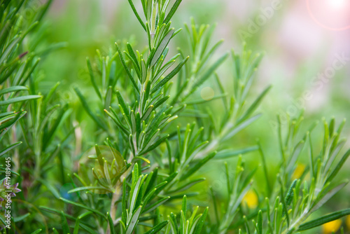 Rosemary growing in garden, fresh organic aromatic herbs
