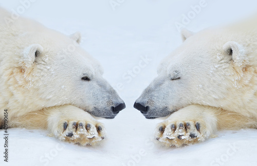 two polar bears © elizalebedewa