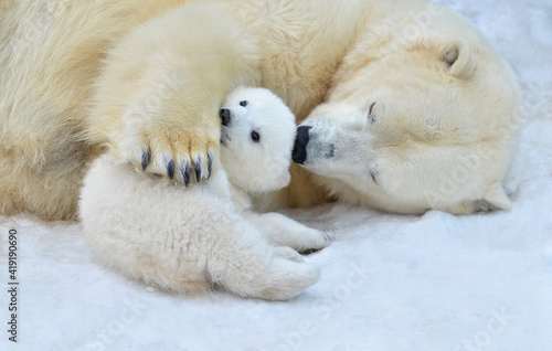 Photographie polar bear cub