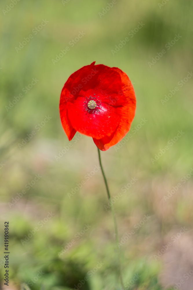 Obraz premium Mohnblume