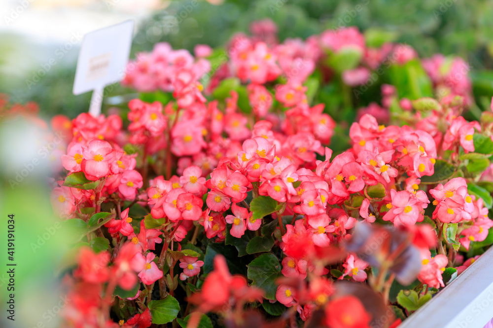Naklejka premium a lot of red little flowers for sale during