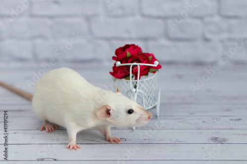 A cute white little rat sits next to a bouquet of red flowers. Flowers are arranged in a white bike toy basket.