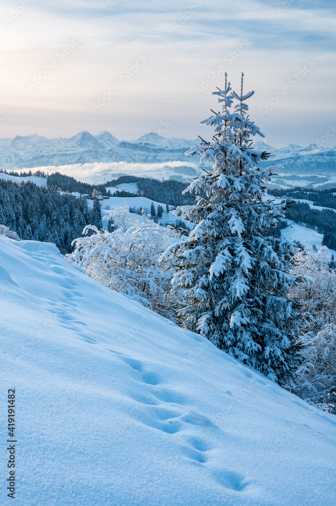 a fir tree in snow in Emmental Valley