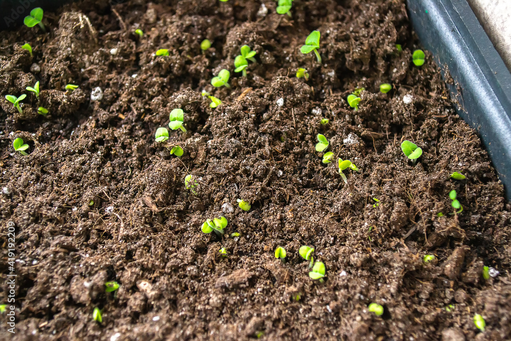 paprika plants in pots on window sill. selective focus. paprika plants in pots on window sill. selective focus.