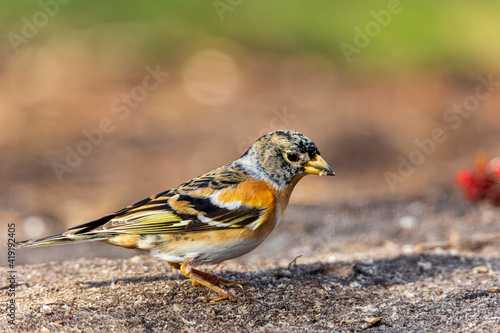 Side view of brambling on forest floor