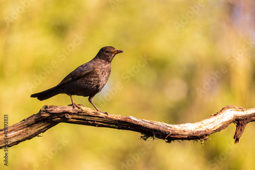 Common blackbird on tree branch