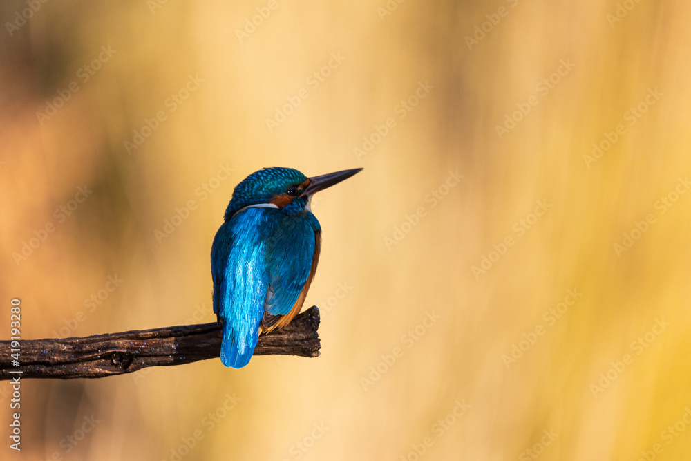 Kingfisher on a tree branch
