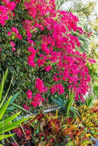 Fototapeta Naklejka Na Ścianę i Meble -  Vibrant pink red bougainvillea flowers with crotons plants in Florida Keys or Miami at landscaping landscaped street during summer day