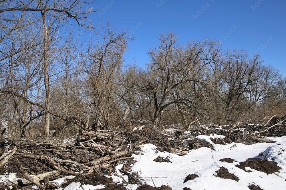 Deciduous forest in early spring. Deciduous forest in early spring.