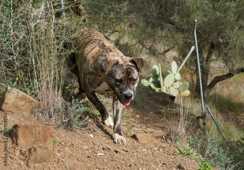 A cute, powerful Cimarron Uruguayo (Perro cimarron uruguayo) dog running in nature A cute, powerful Cimarron Uruguayo (Perro cimarron uruguayo) dog running in nature