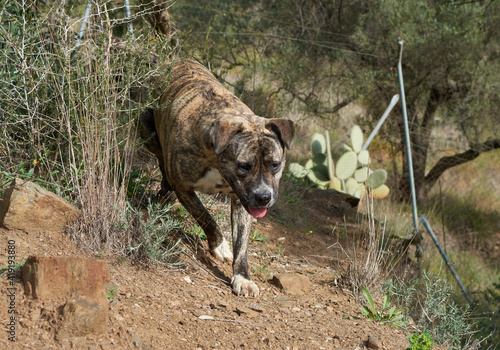 A cute, powerful Cimarron Uruguayo (Perro cimarron uruguayo) dog running in nature © Érik Glez.