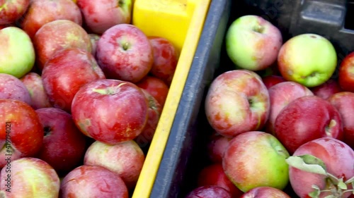 Apple harvest. Lots of apples in boxes.