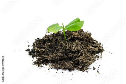 young shoot growing out of earth isolated on white background