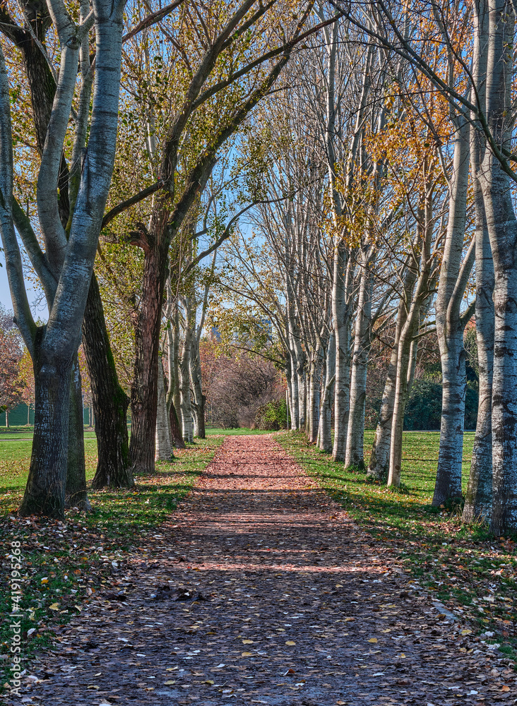 Naklejka premium autumn color way with trees - solitude concept