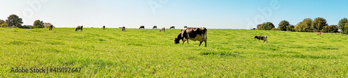 Cows grazing on a Field in Summertime - Cow Meadow Panorama © ExQuisine