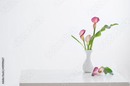 pink calla lily in vase on white background