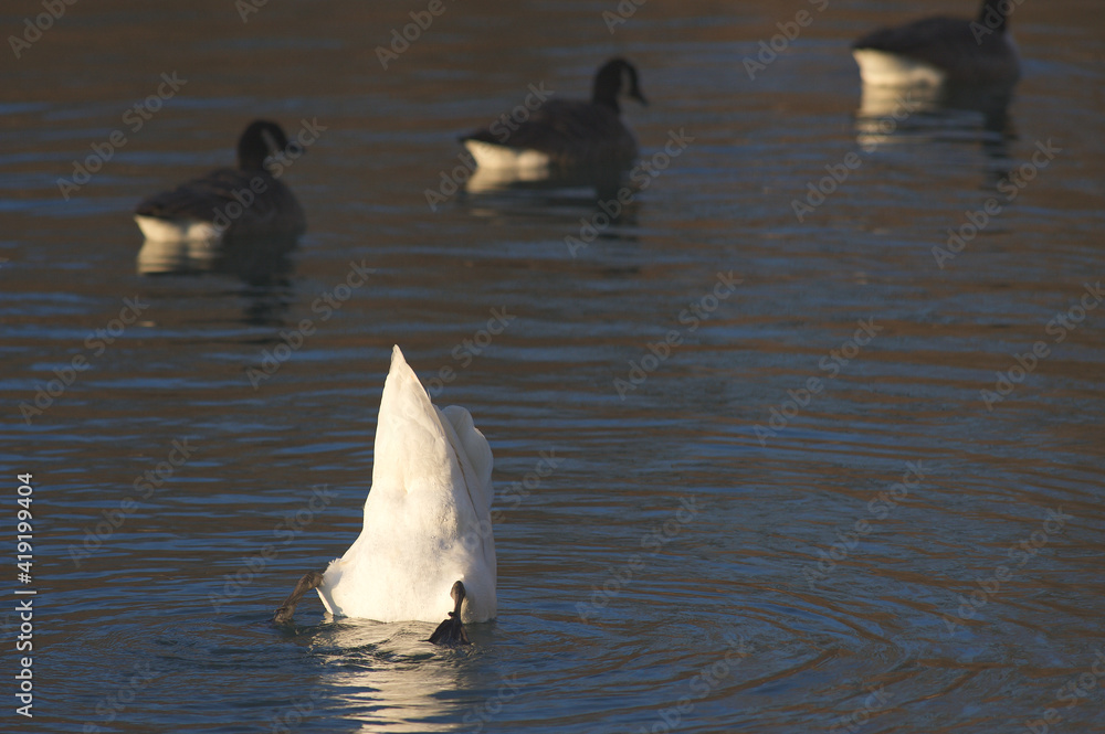 Fototapeta premium Cygne 