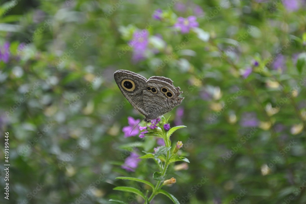 butterfly on a flower