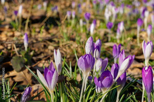 purple crocus flowers in spring