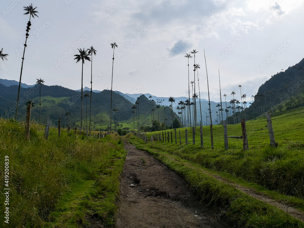 Walking path by the Wax palm trees (Ceroxylon quindiuense) in Cocora Valley - Salento, Colombia Walking path by the Wax palm trees (Ceroxylon quindiuense) in Cocora Valley - Salento, Colombia