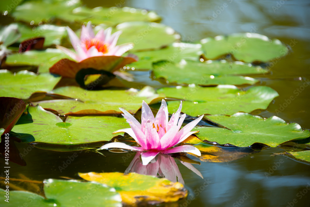 Beautiful pink water lily or lotus flower in pond Beautiful pink water lily or lotus flower in pond