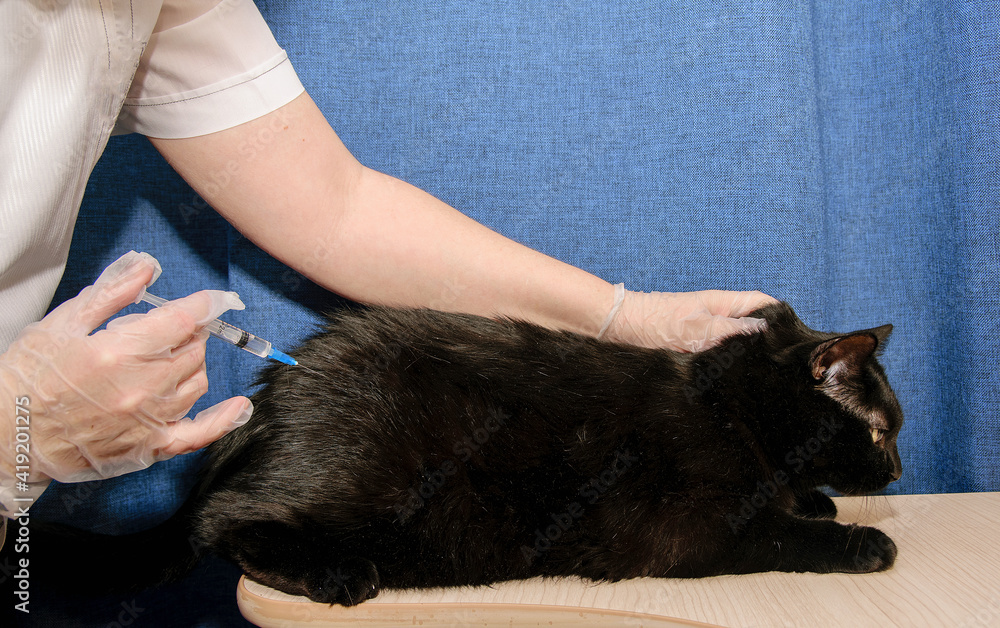 Gloved veterinarian injects domestic black cat