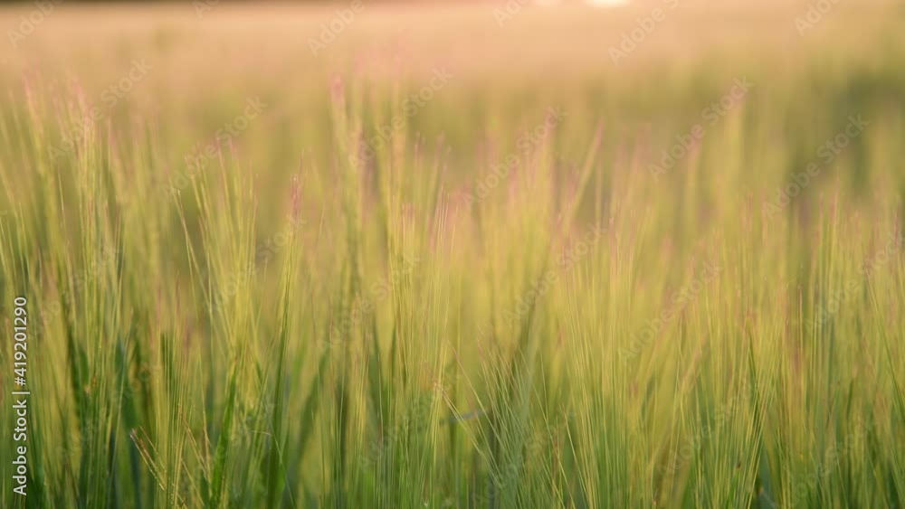 Beautiful field with young rye at sunset, Russia Beautiful field with young rye at sunset, Russia